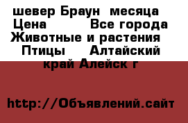 шевер Браун 2месяца › Цена ­ 200 - Все города Животные и растения » Птицы   . Алтайский край,Алейск г.